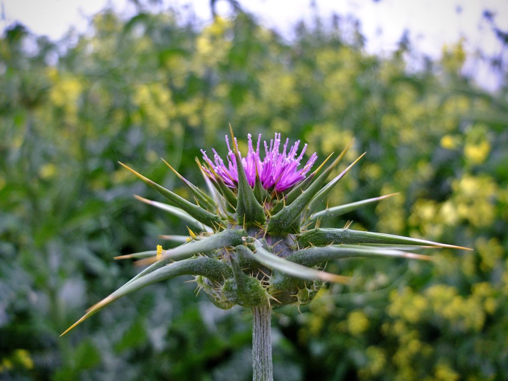 thistle flower