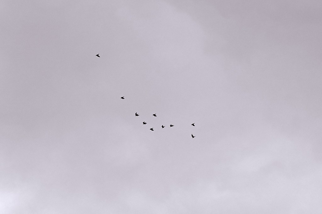 Birds flying in formation