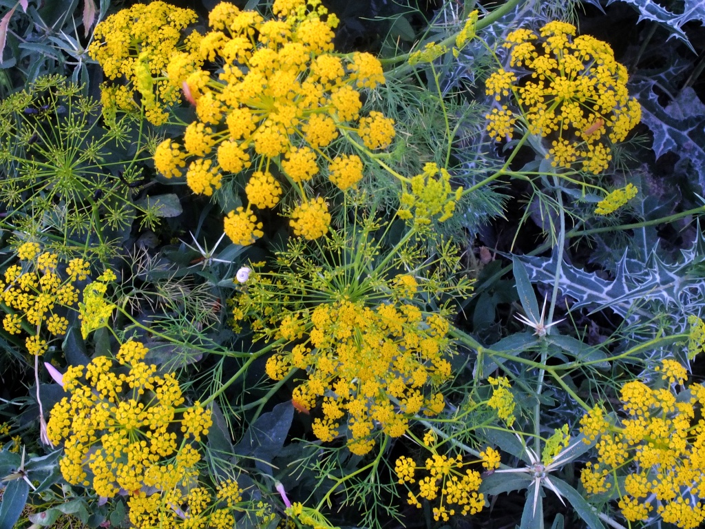 Fennel flowers, closer