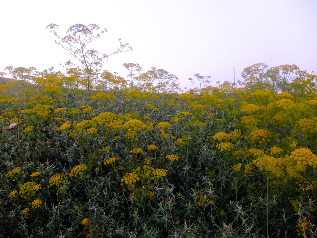 Fennel flowers