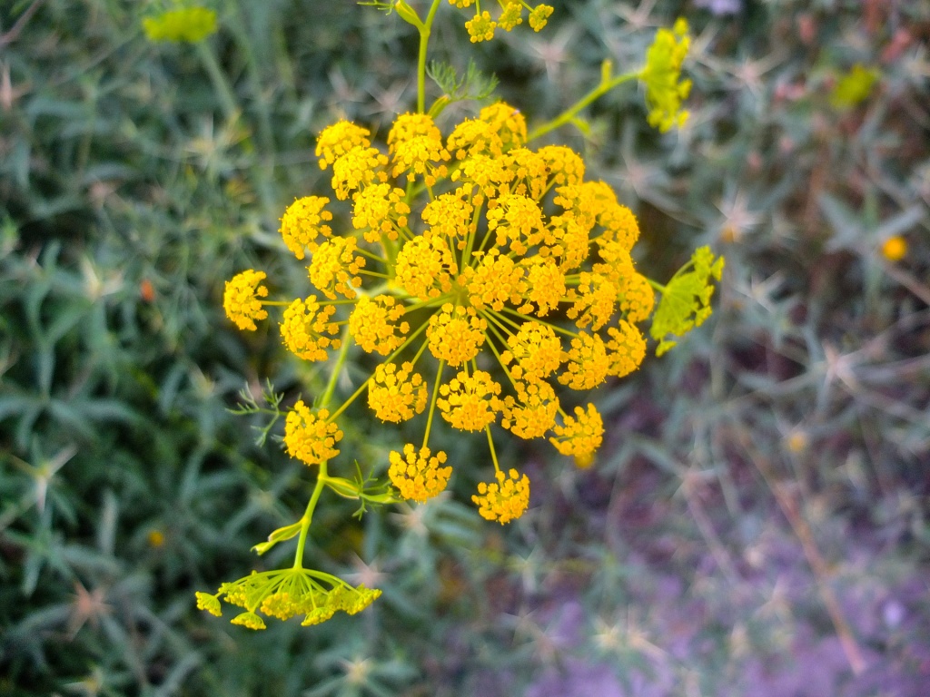 single fennel flower