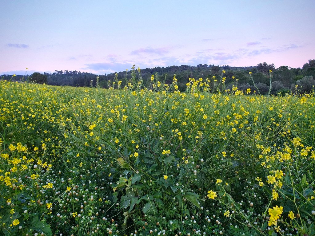 mustard flowers in field