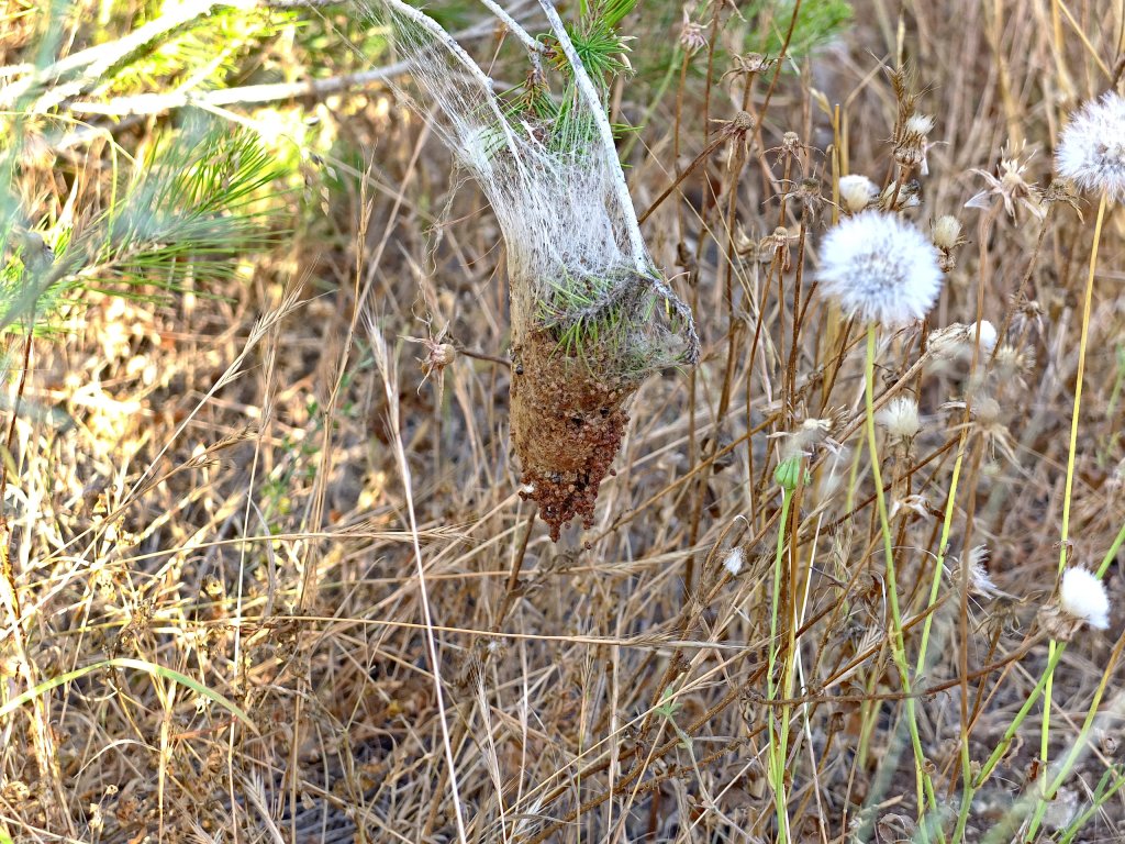 pine processionary caterpillar nest