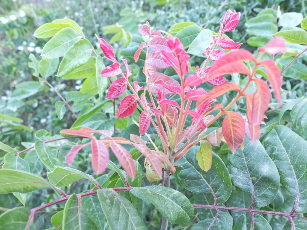red new leaf growth