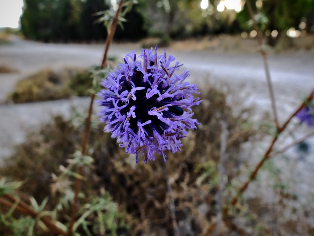 globe thistle flower