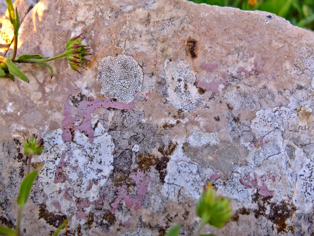 rock with colorations from lychens and plants