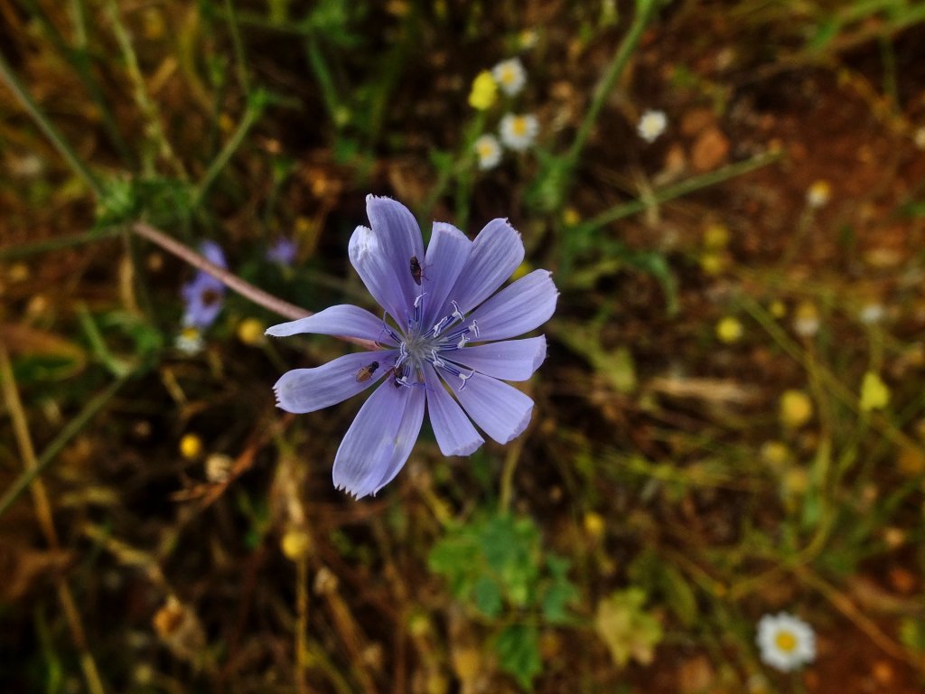 A purple flower.