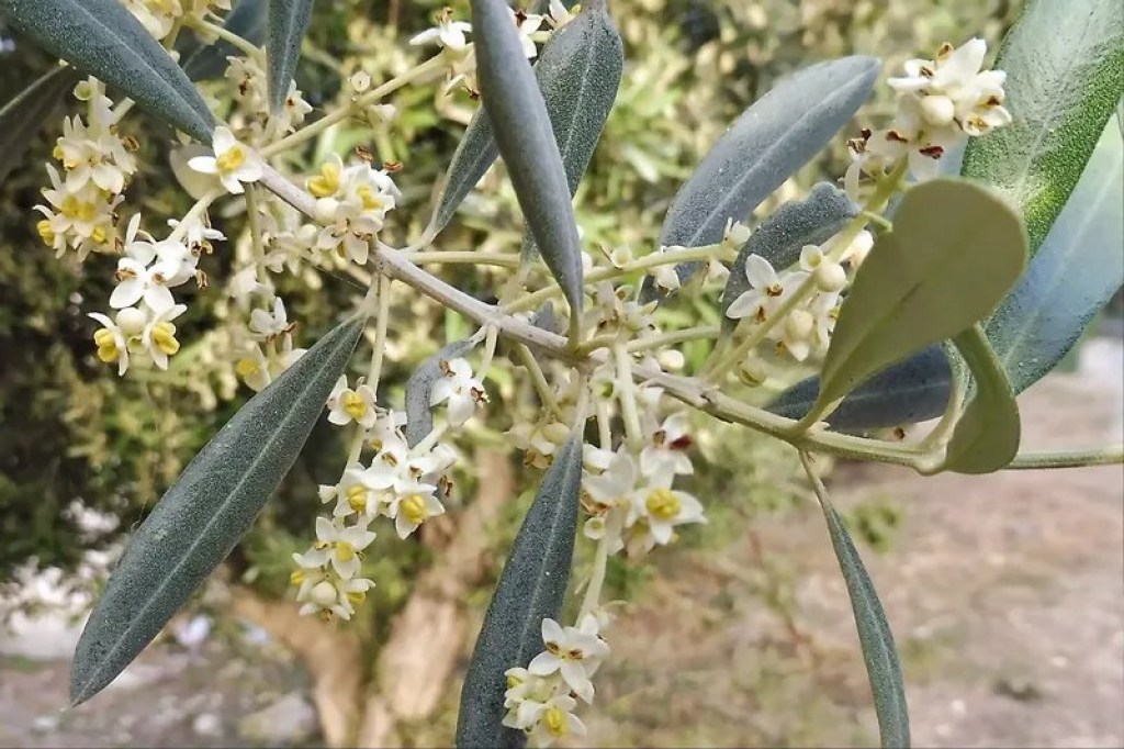 Olive flowers
