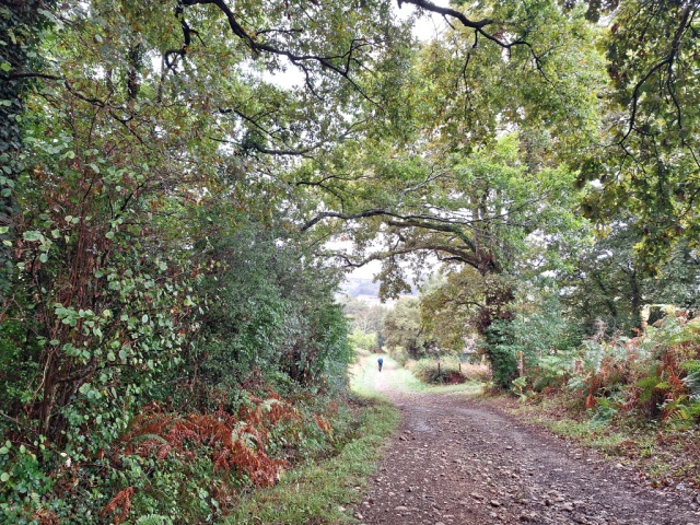 20250909_084025(1).jpg A man is seen walking along the path, after passing through a tunnel of trees.