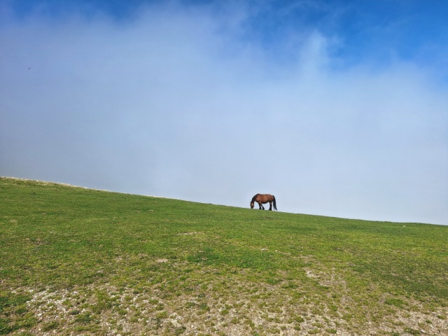 20250915_135341(1).jpg A potok (horse) is seen grazing on grass upon a hillside.