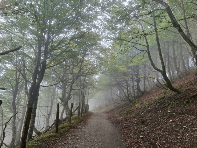 20250915_131736(1).jpg The camino path on a misty, treed hillside, just after the pass from France to Spain.